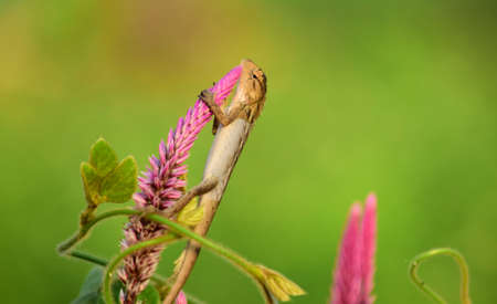 Oriental garden lizard (Calotes versicolor) - Garden lizards on flower, camouflage garden lizards. Close up chameleon details.の写真素材