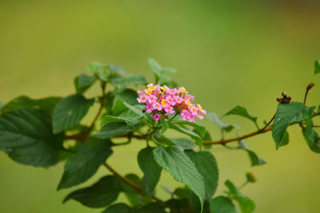 Lantana camara ( common lantana ) - Close up detail lantana camara flowers, Small pink flowers are bloomingの写真素材