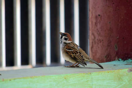 Sparrows in the garden, Close up detail of the sparrowsの写真素材