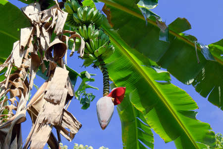 Banana flower - The teardrop-shaped purple flower at the end of the banana fruit cluster in a banana tree is called as banana heart.の写真素材