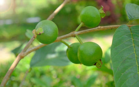 Guava fruit - Fresh young guava on the tree, close up guava fruitの写真素材