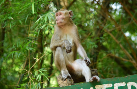 Close up of long tailed monkeyの写真素材
