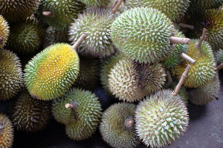 Durian fruit - durian fruit in large quantities, durian fruit in the market, durian fruit in a basketの写真素材