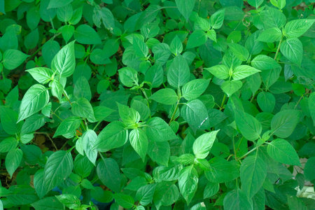 Fresh leaves - Close up detail texture of greenery, Green leaves background
