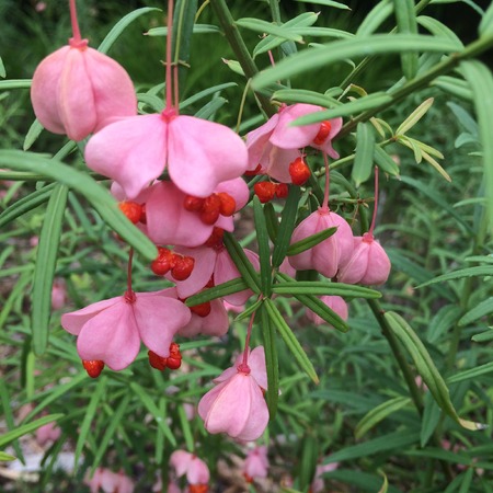 Pink Hanging Heartsの写真素材