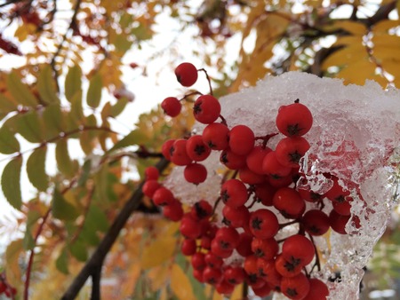 Red Berries in Ice 2の写真素材