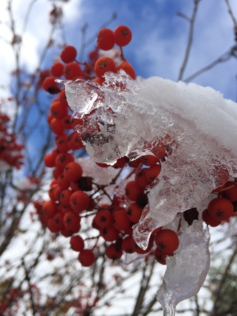 Berries in Winterの写真素材