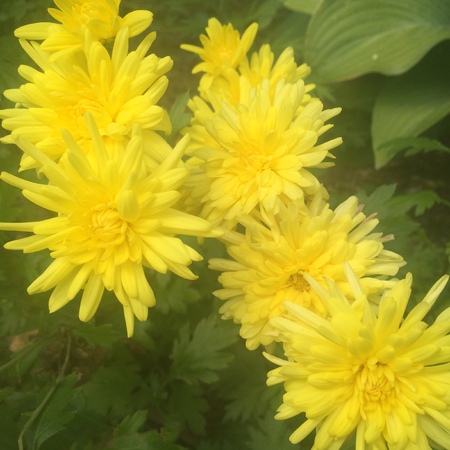 5 Yellow Flowersの写真素材