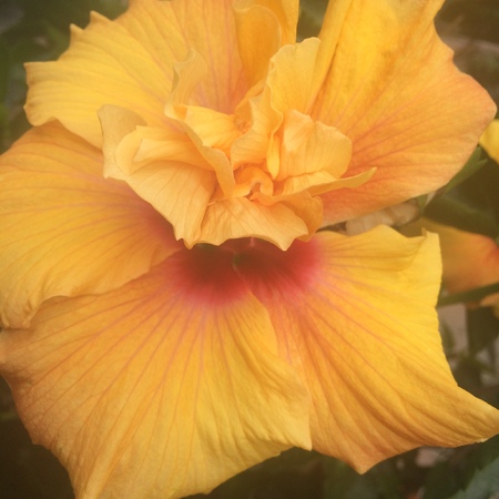 Golden Flowerの写真素材