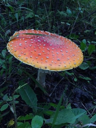 Mushroomの写真素材