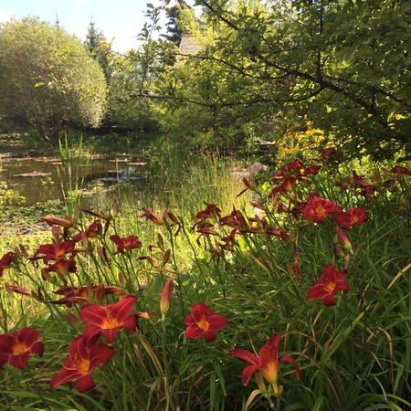 Red Flowers in Gardenの写真素材