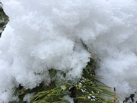 Snow on Evergreenの写真素材