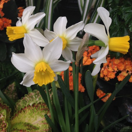 Daffodil 2の写真素材