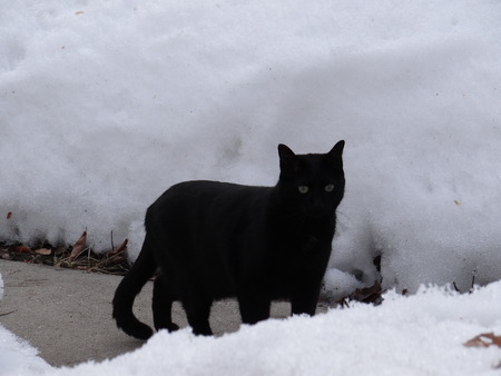 Black Cat 3の写真素材