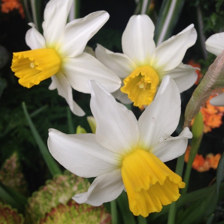 Daffodil 1の写真素材