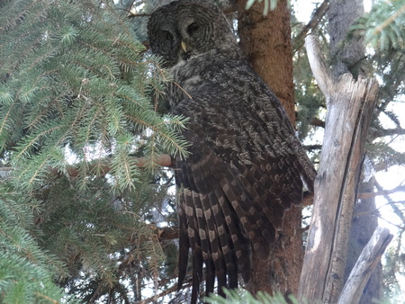 Owl in Tree 2の写真素材