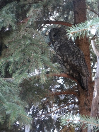 Owl in Treeの写真素材