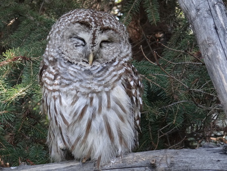 Owl 1の写真素材