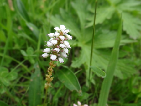 White flowers 1の写真素材