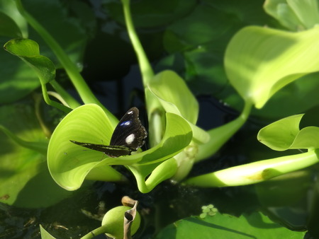 Black butterfly 2の写真素材