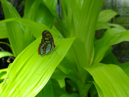 Green Butterfly 2の写真素材