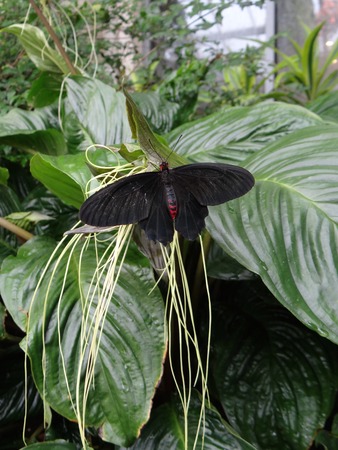 Black Butterfly 1の写真素材