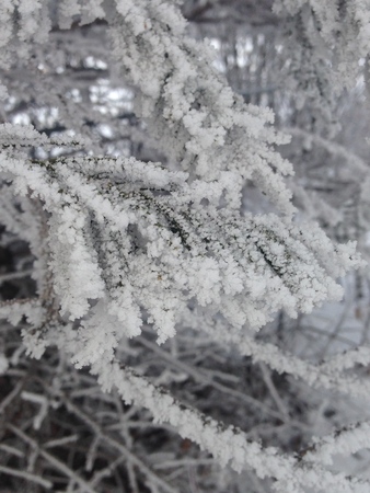 Hoarfrostの写真素材