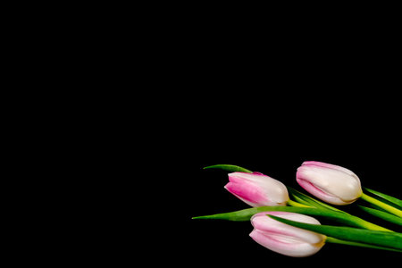 Tulips on a black backgroundの写真素材