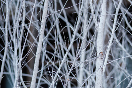 Composition of white branches covered with hoarfrost on a dark background in the early morning, or...