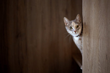 A beautiful cute multi-colored kitten in a collar stands on a wooden shelf and peeks out from behind...