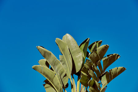Large green leaves of tropical exotic wood. A pleasant blue background.
