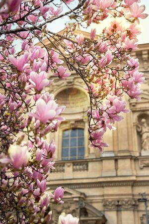 Tall tree blooming magnolia. Beautiful historic building. Tourist place.の写真素材