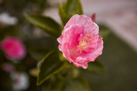 Close-up of a blooming pink hibiscus flower. Spring flower. Green leaves.の写真素材