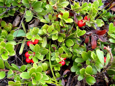 Close up of a creeping bearberry bushの写真素材