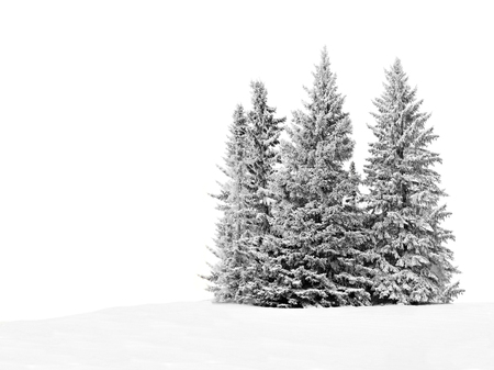 Group of frosty spruce trees in snow isolated on whiteの写真素材