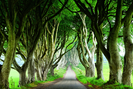 Majestic Dark Hedges of Northern Ireland. View down road through tunnel of trees.の写真素材