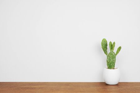 Indoor prickly pear cactus plant in a white pot on wood shelf against a white wall with copy spaceの写真素材