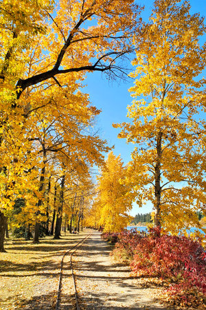 Train tracks through vibrant yellow autumn foliage on a bright sunny fall day