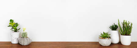 Indoor succulent and cactus plants on a shelf. Wood shelf against a white wall. Banner with copy space.の写真素材