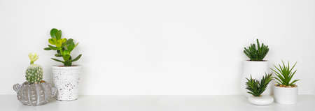 Group of houseplants on a shelf forming a border. White shelf against a white wall. Banner with copy space.の写真素材