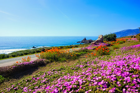 Beautiful spring flowers along the Big Sur coastline of California, USAの写真素材