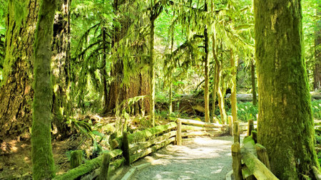 Mossy trail through old growth forest at Cathedral Grove, Vancouver Island, BC, Canadaの写真素材