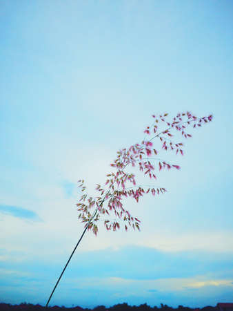 Sky and Flowersの素材