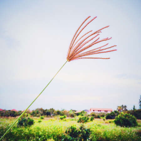 Sky and Flowerの素材