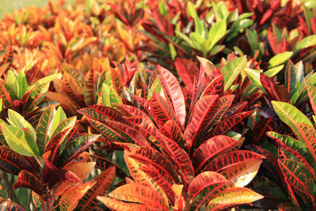 colorful croton leavesの写真素材