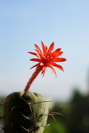 Cactus flower : Matucana madisoniorumの素材