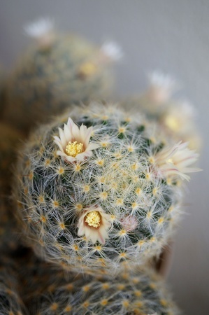 Cactus flower : Mammillaria schiedeanaの素材