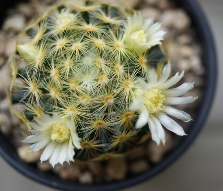 Cactus flower : Mammillaria schiedeanaの素材