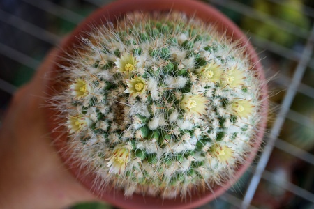 Cactus flower : Mammillaria karwinskianaの素材