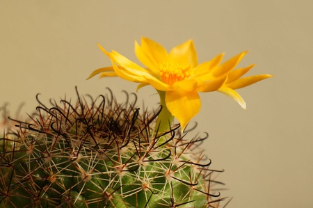 Cactus flower : Mammillaria beneckeiの素材